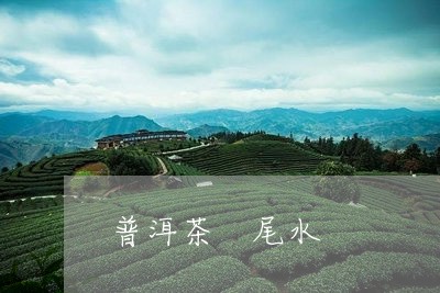 普洱茶 尾水/2023042813487